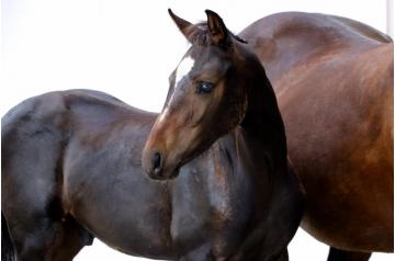 03. C-way - colt - °2025