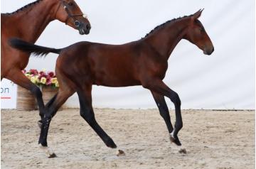 05. Elixir d'Anvers - colt - °2025
