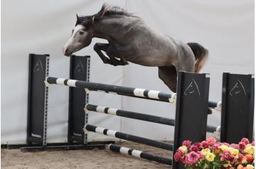 10. Rainbow - pony - stallion - °2023