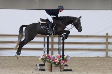 11. Vorn - gelding - °2021