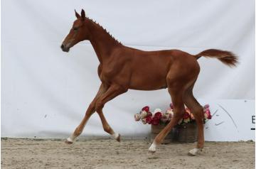 08. Copain SDP - colt - °2025