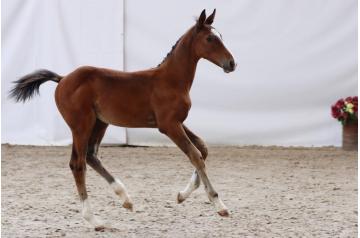 06. Coffee and cream - colt - °2025