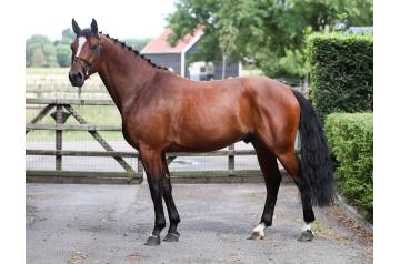 14. Talent - gelding - °2019
